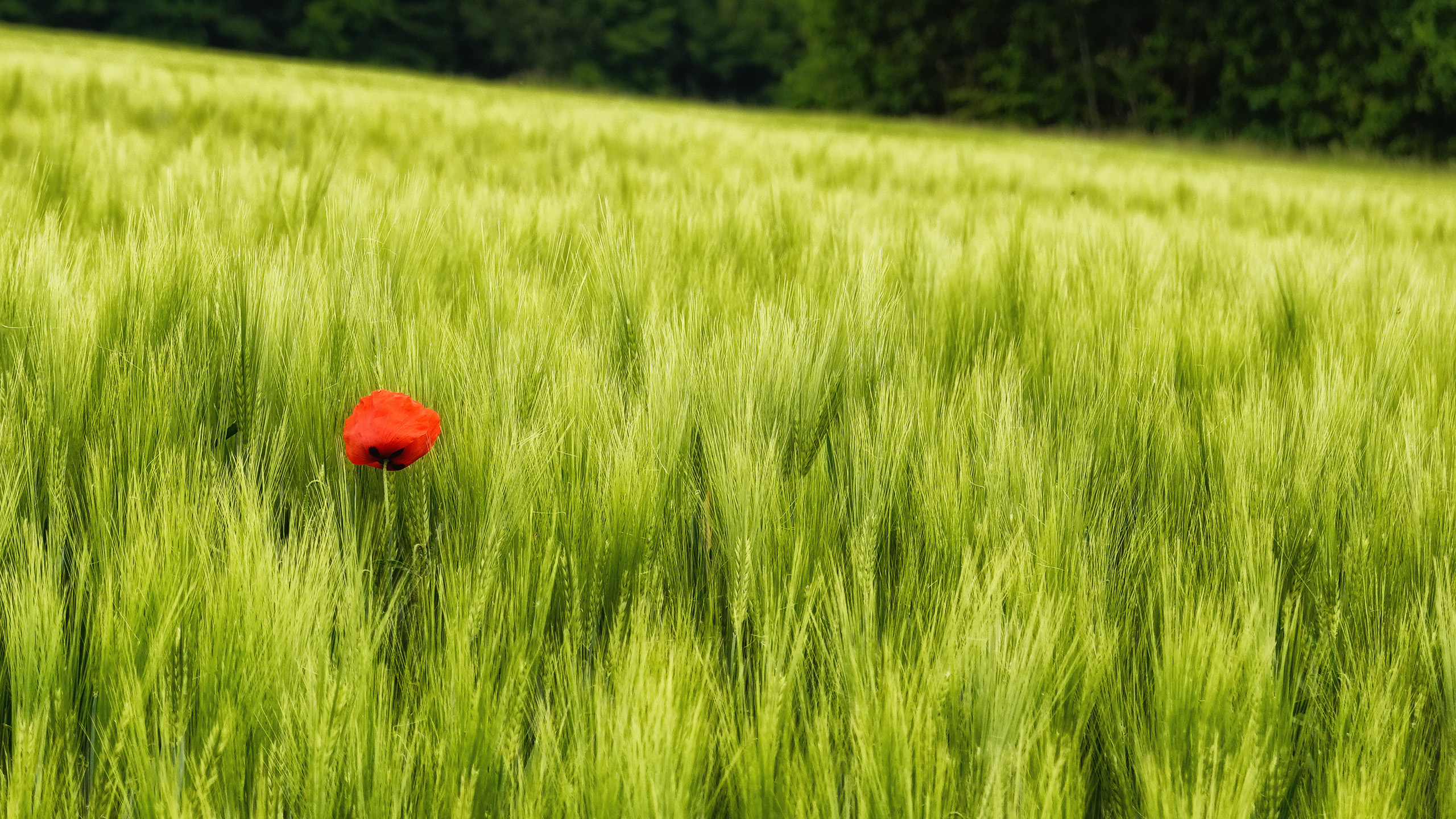 Mohnblume im Kornfeld
